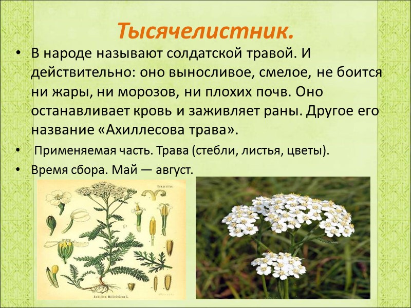 Тысячелистник. В народе называют солдатской травой. И действительно: оно выносливое, смелое, не боится ни